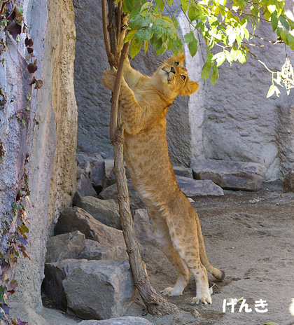 円山動物園 ライオン