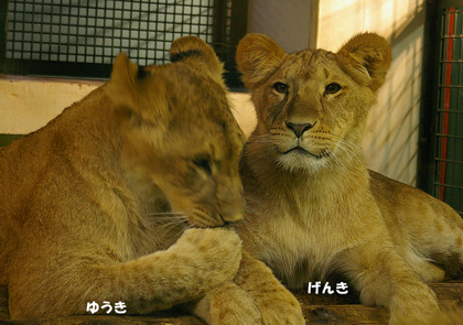 円山動物園 ライオン