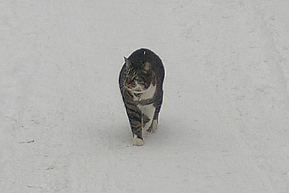 やってきた