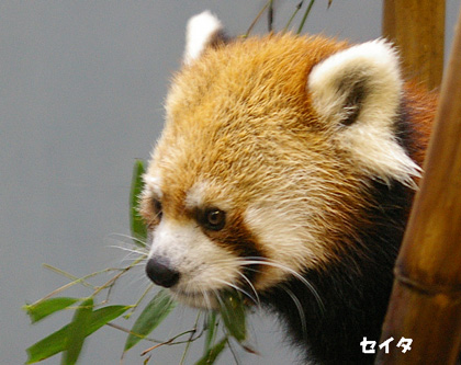 4ササ食べる