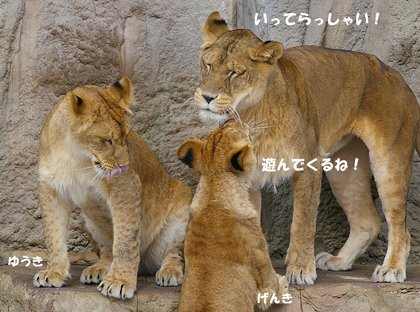 円山動物園　ライオン