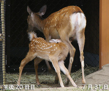 飲む