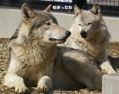 始まった