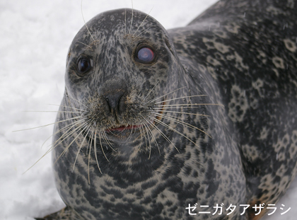 円山動物園　アザラシ