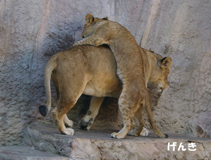 円山動物園 ライオン