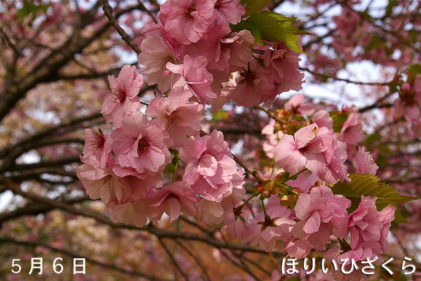 ほりい