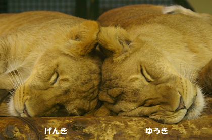 円山動物園　ライオン