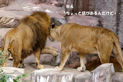 円山動物園 ライオン