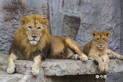 円山動物園-ライオン