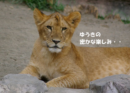 円山動物園 ライオン