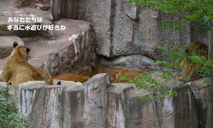 円山動物園 ライオン