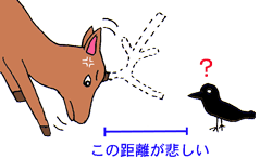 シカの反撃