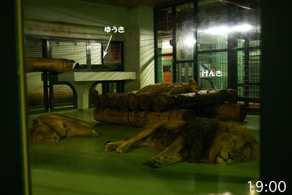 円山動物園 ライオンの成長日記