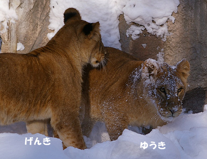 ゆうき顔