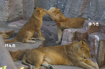 円山動物園 ライオン