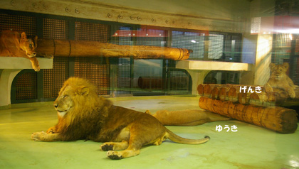 円山動物園　ライオン