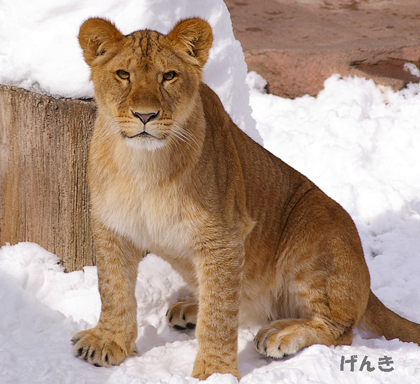 円山動物園　ライオン