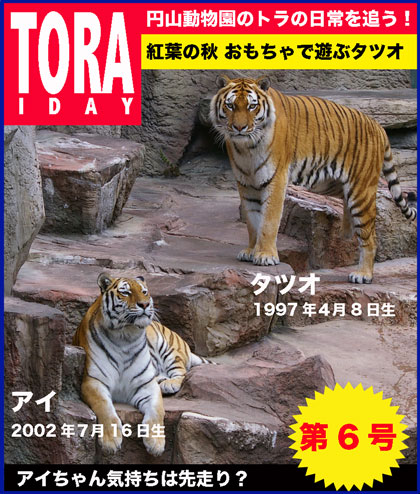 円山動物園　アムールトラ