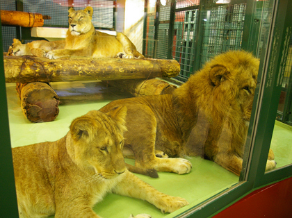 円山動物園　ライオン