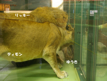 円山動物園　ライオン