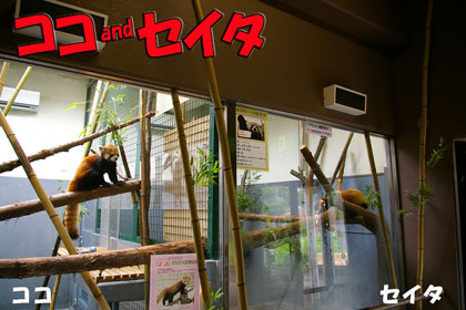 円山動物園 ココ セイタ