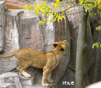 円山動物園 ライオン