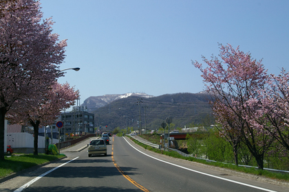 手稲山と桜