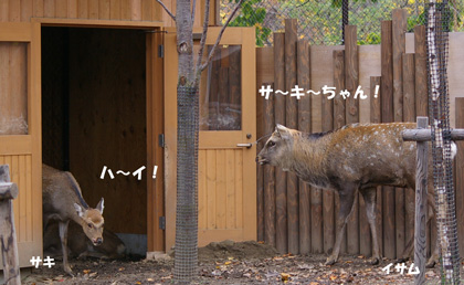 円山動物園 エゾシカ