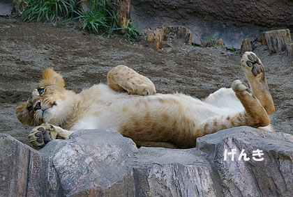 円山動物園 ライオン