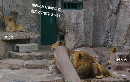 円山動物園 ライオン