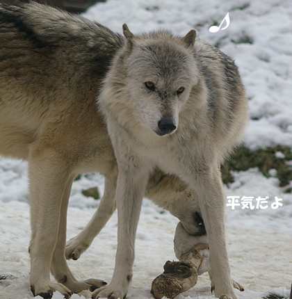 持ち上げ