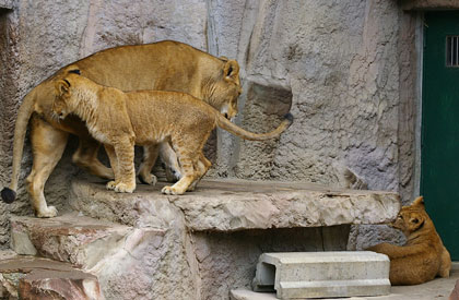 円山動物園-ライオン