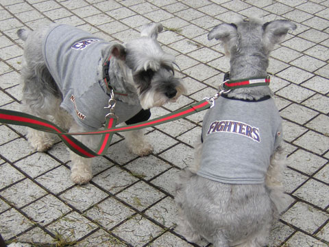 ファイターズ犬