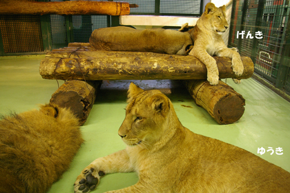 円山動物園　ライオン