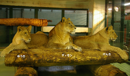 円山動物園　ライオン