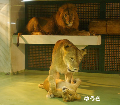 円山動物園 ライオン