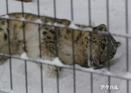 円山動物園-ユキヒョウ