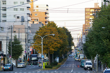 街路樹