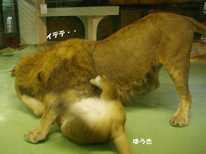 円山動物園 ライオン