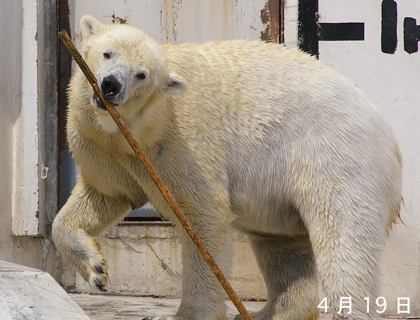 ララ棒