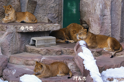 円山動物園　ライオン