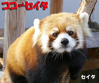 円山動物園 レッサーパンダ