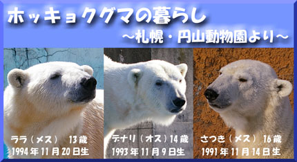 円山動物園 ホッキョクグマ
