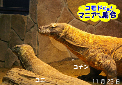 円山動物園-コモドドラゴン