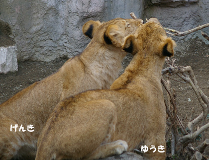 円山動物園 ライオン