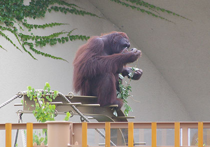 離れて