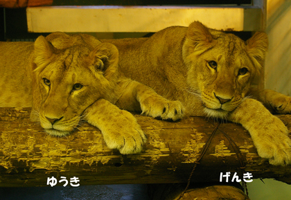 今日のふたり