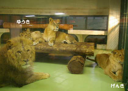 円山動物園　ライオン