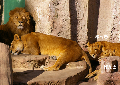 円山動物園 ライオン