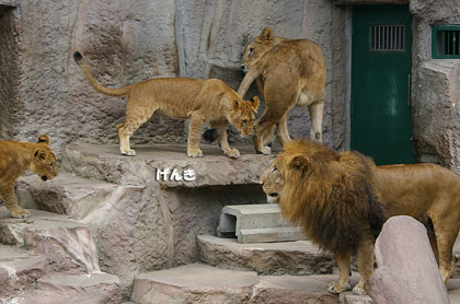 円山動物園 ライオン